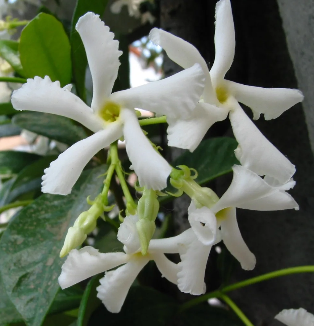 Trachelospermun Jazminoides