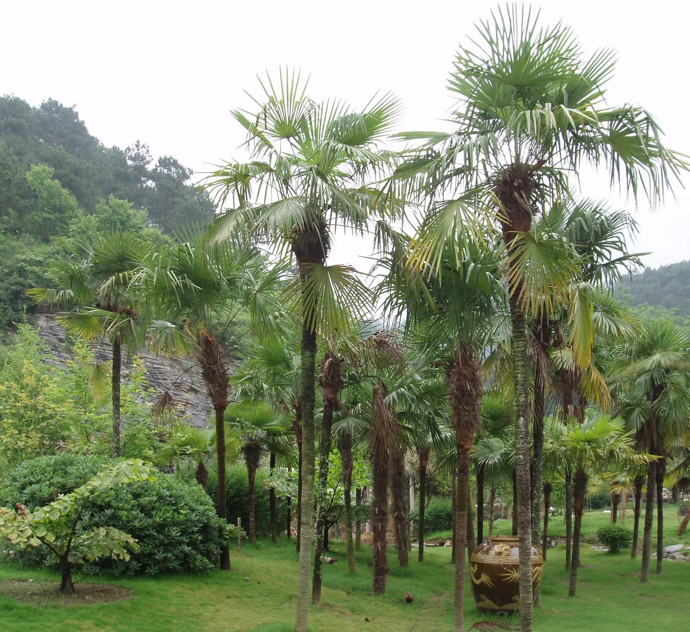 Palmera excelsa