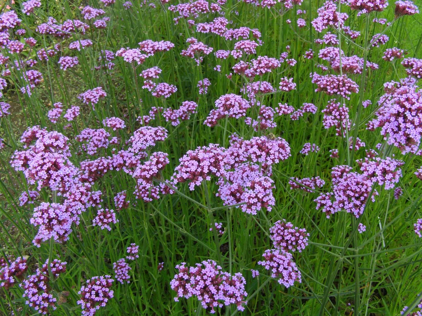 Verbena Bonariensis