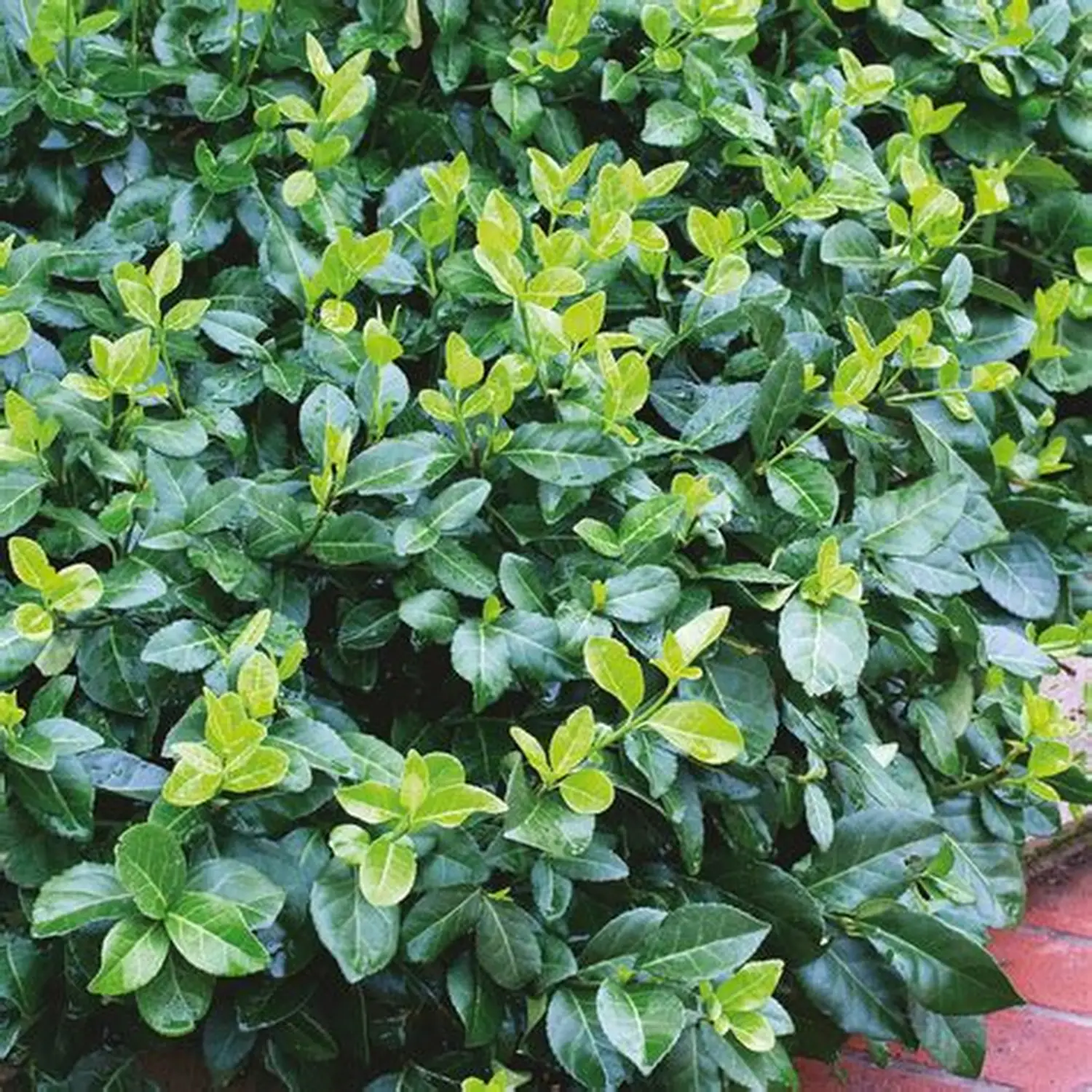 LAURENTINO SUSPESUM (Viburnum suspensum) E3 L.