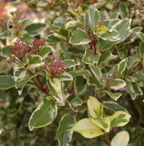 VIBURNUM TINUS VARIEGATA AUREA (LAURENTINO DISCIPLINADO)