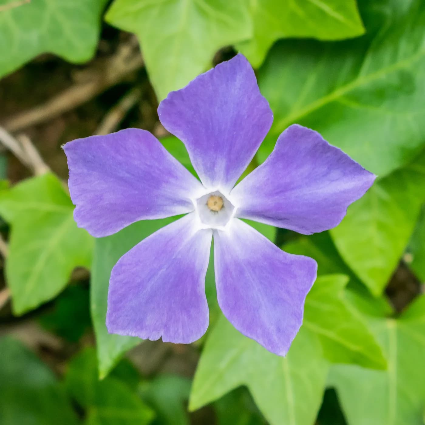 Vinca major variegada
