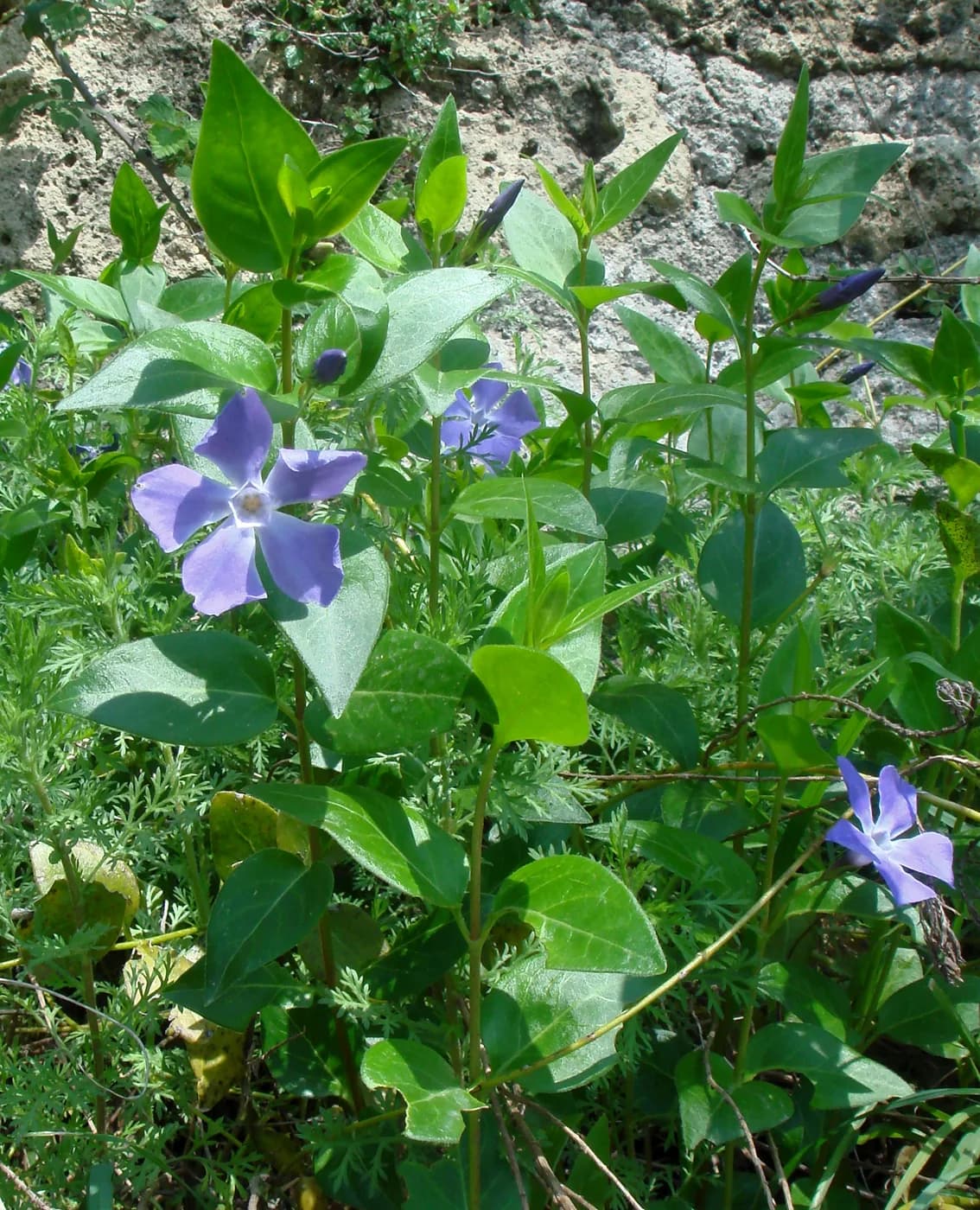 Vinca major verde