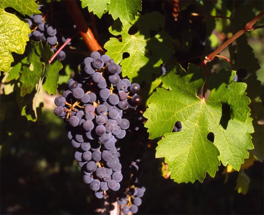 Parra / uvas