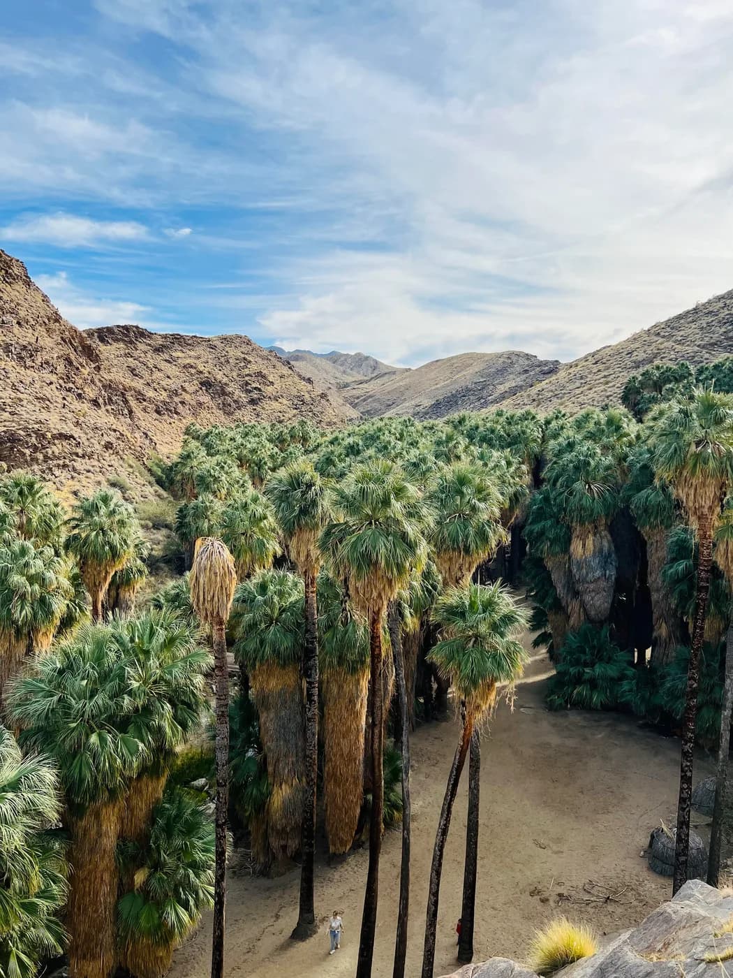 Palmera de california