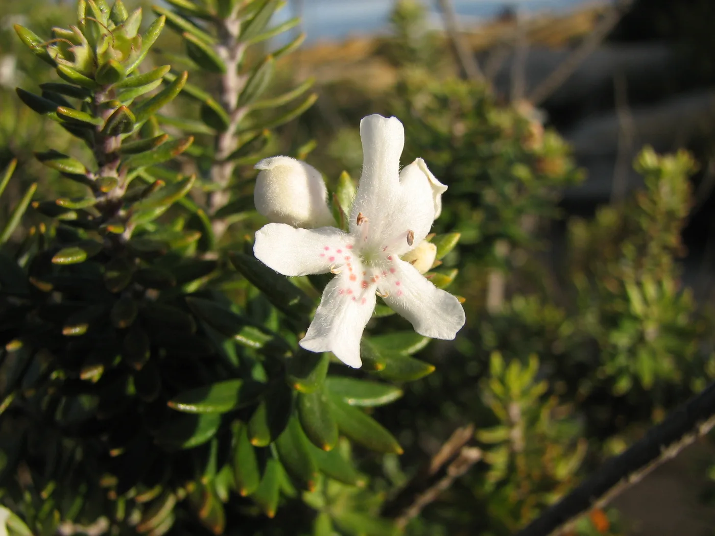 Westringia