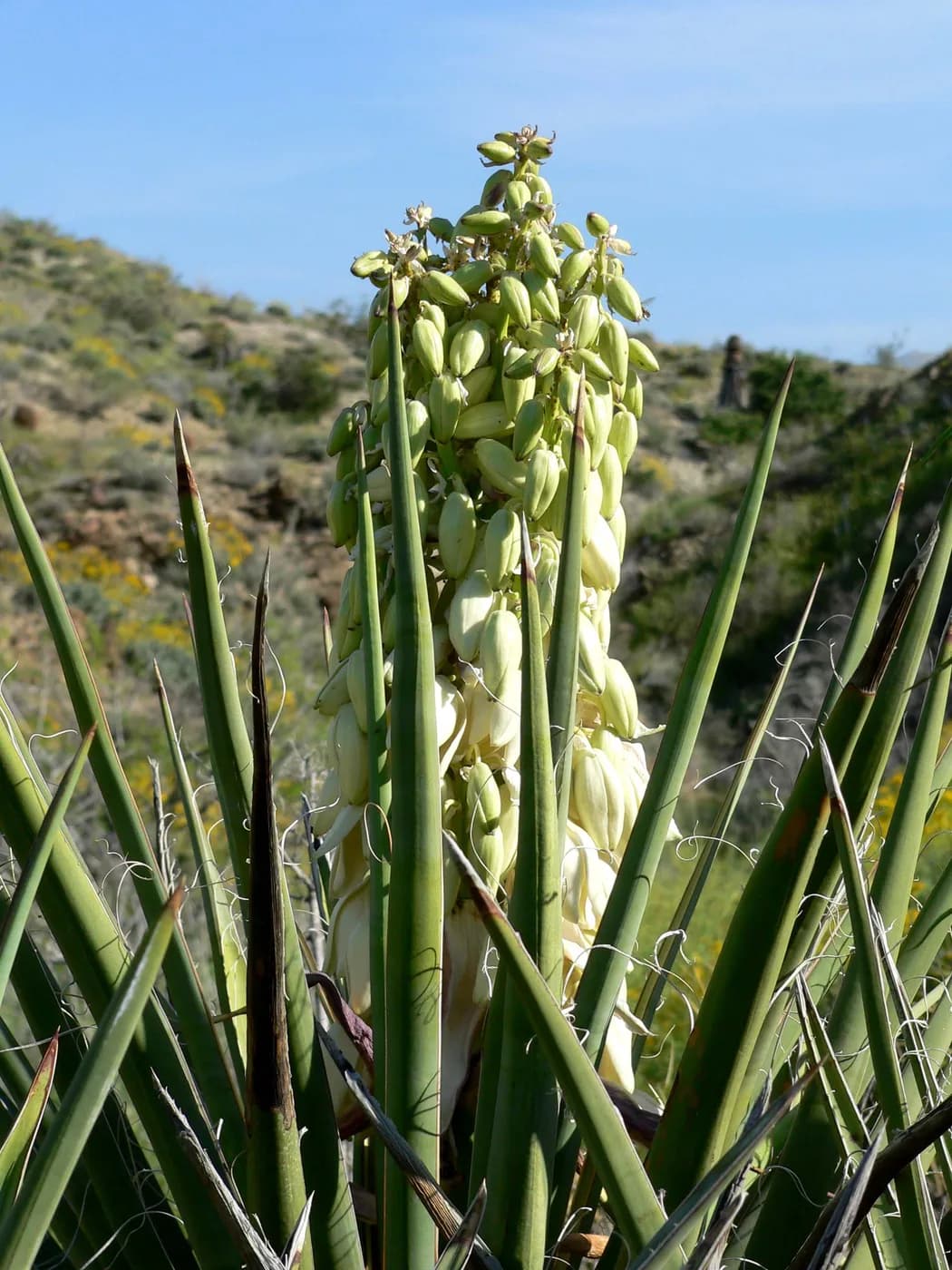 Yuca multiramificada E20