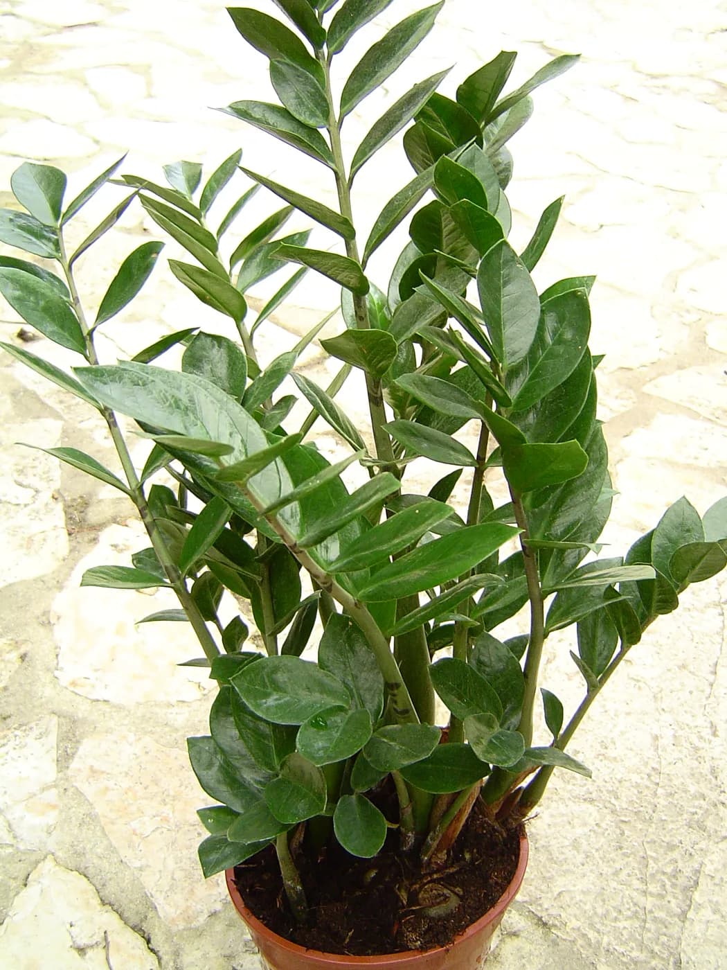 Zamioculca verde M14